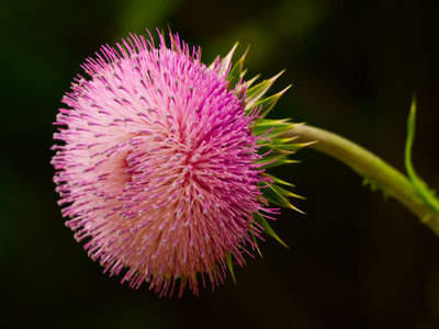 Baclofen is suggested for relieving muscle stiffness and discomfort in patients with numerous sclerosis.